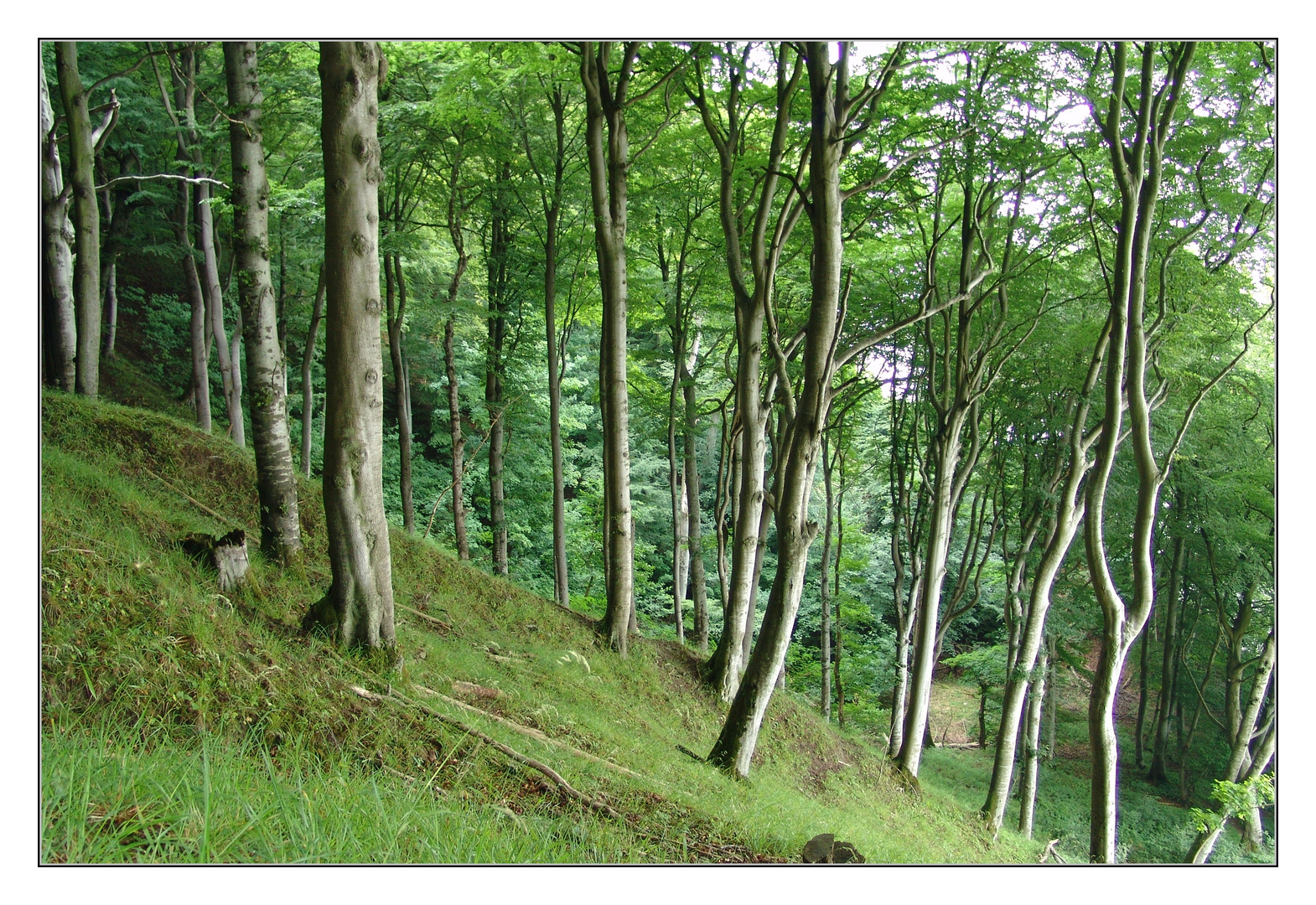 Nationalpark Jasmund - Rügen