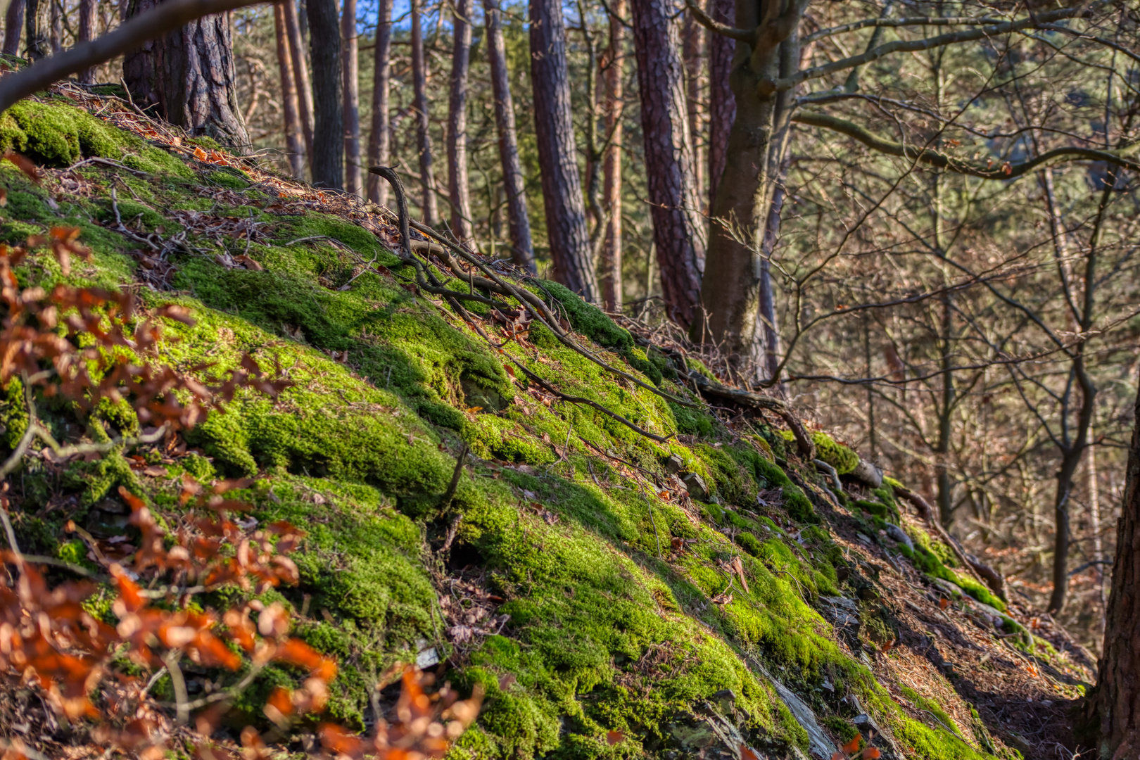 Nationalpark Kellerwald-Edersee.