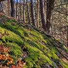 Nationalpark Kellerwald-Edersee.