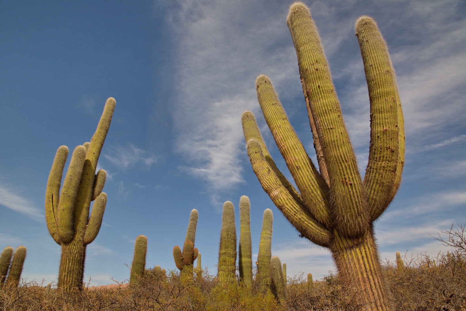 Nationalpark Los Cardones