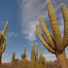 Nationalpark Los Cardones