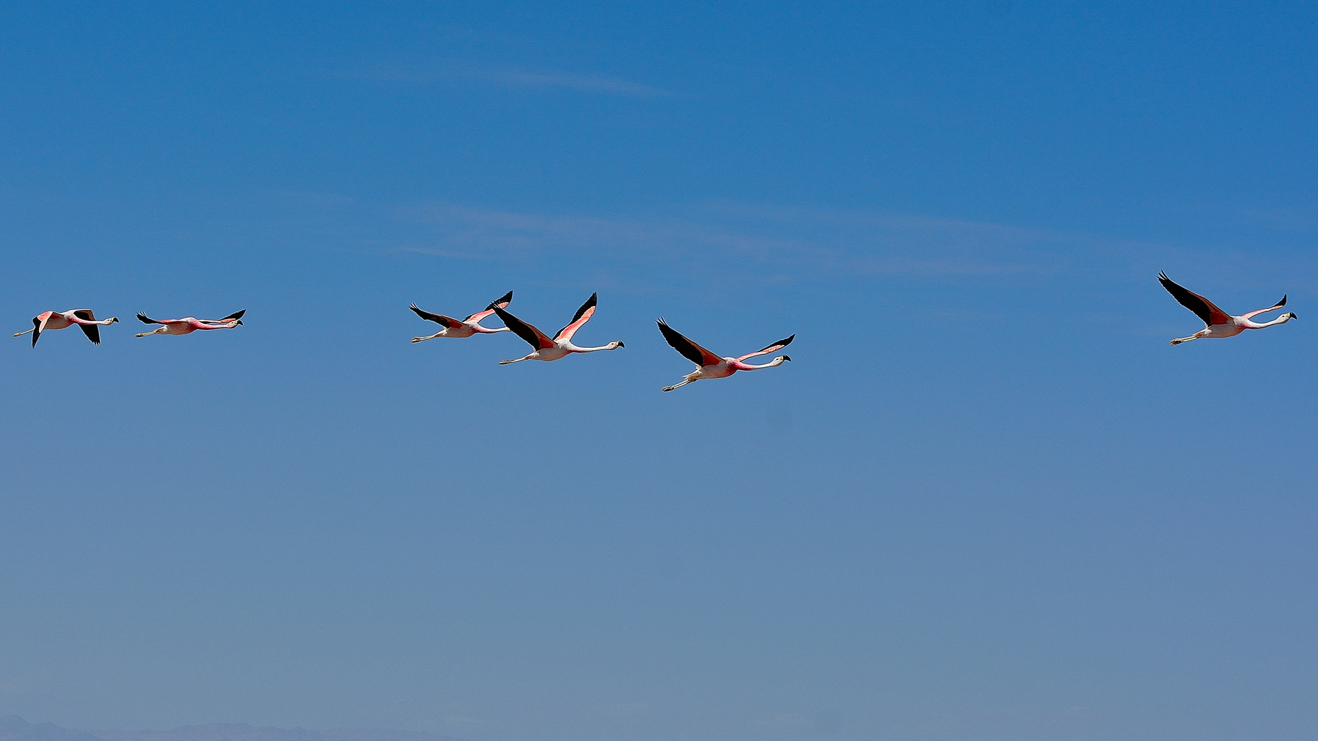 Nationalpark Los Flamencos