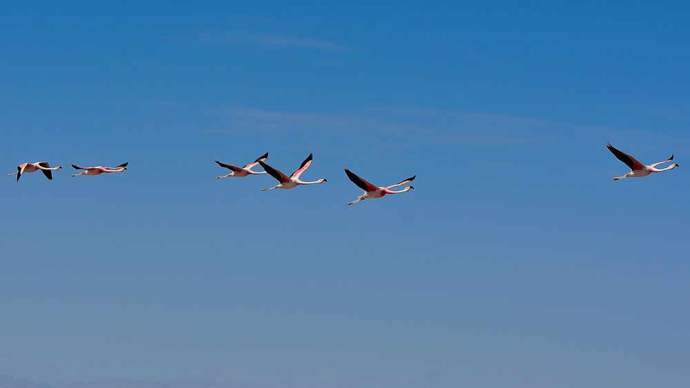 Nationalpark Los Flamencos