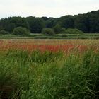 Nationalpark Maasduinen