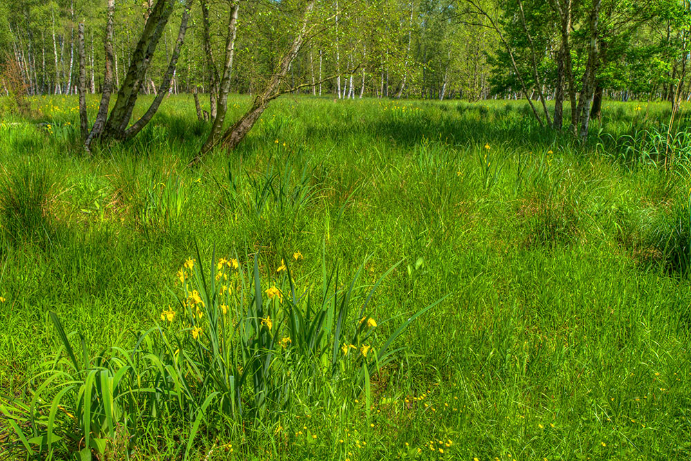 Nationalpark Müritz