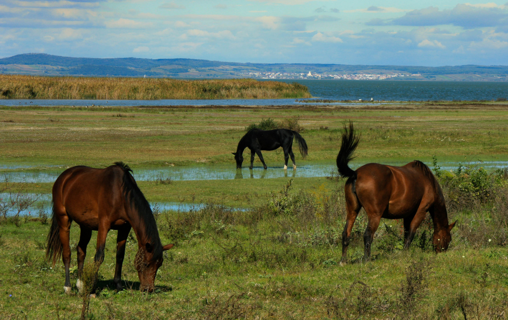 Nationalpark Neusiedler See 2