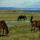 Nationalpark Neusiedler See 2