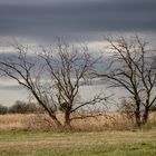 Nationalpark Neusiedler See- Seewinkel-Illmitz 