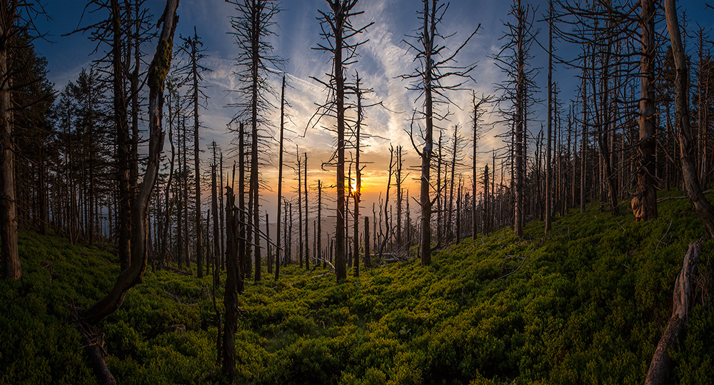 Nationalpark Nordschwarzwald