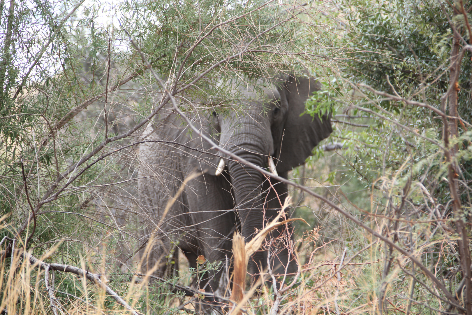 Nationalpark Pilanesberg Südafrika