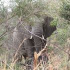 Nationalpark Pilanesberg Südafrika