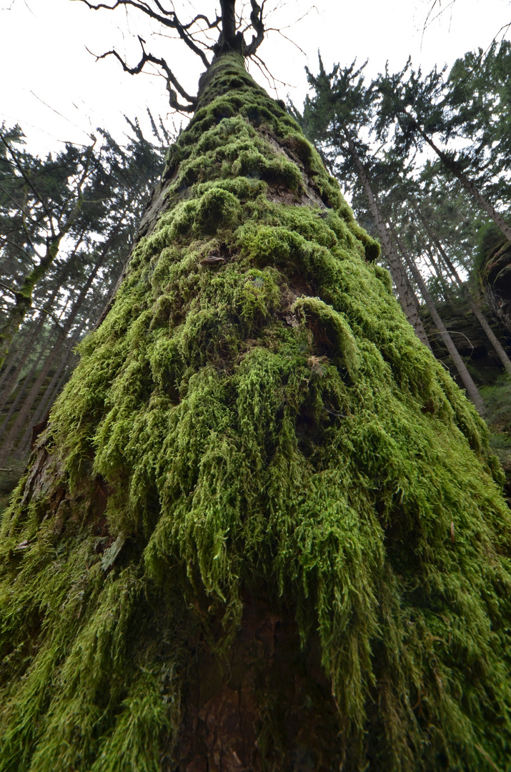 Nationalpark Sächsische Schweiz