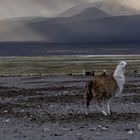 Nationalpark Sajama