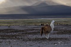 Nationalpark Sajama