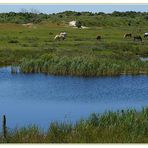 Nationalpark Schiermonnikoog I