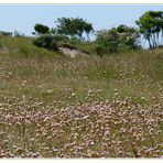 Nationalpark Schiermonnikoog II