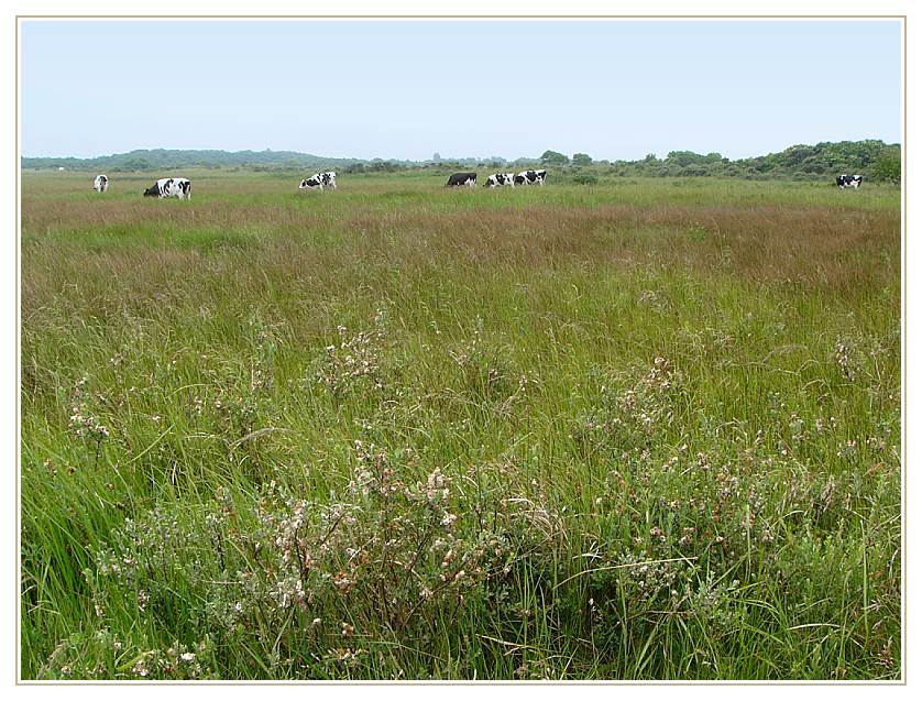 Nationalpark Schiermonnikoog III