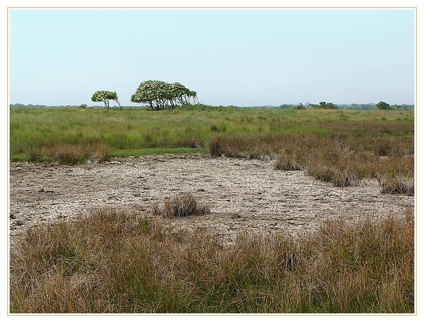 Nationalpark Schiermonnikoog IV