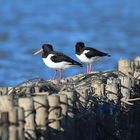 Nationalpark Schleswig- Holsteinisches Wattenmeeer/ 10