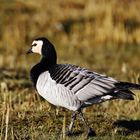 Nationalpark Schleswig- Holsteinisches Wattenmeer/ 13