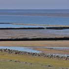 Nationalpark Schleswig- Holsteinisches Wattenmeer/ 14