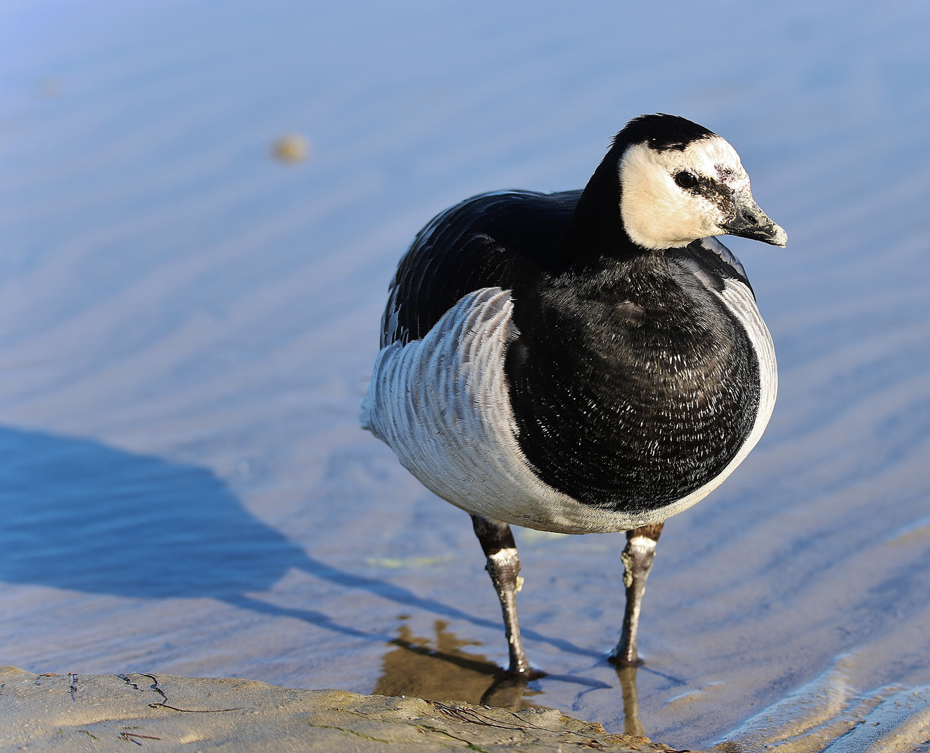 Nationalpark Schleswig- Holsteinisches Wattenmeer/ 8