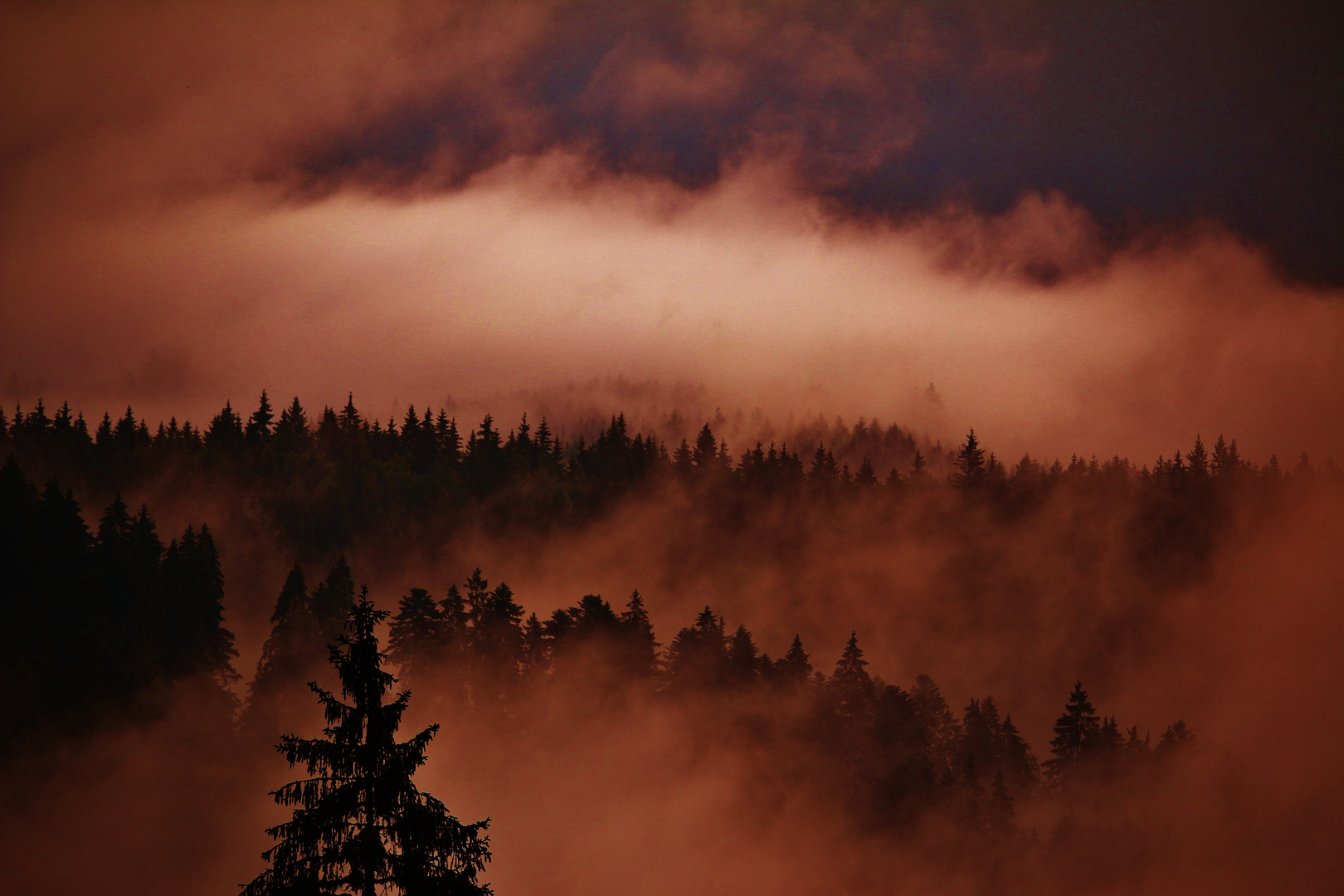 NATIONALPARK SCHWARZWALD 2