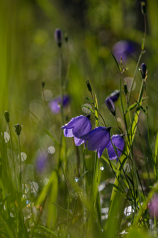 Nationalpark Schwarzwald