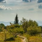 Nationalpark Schwarzwald am Schliffkopf