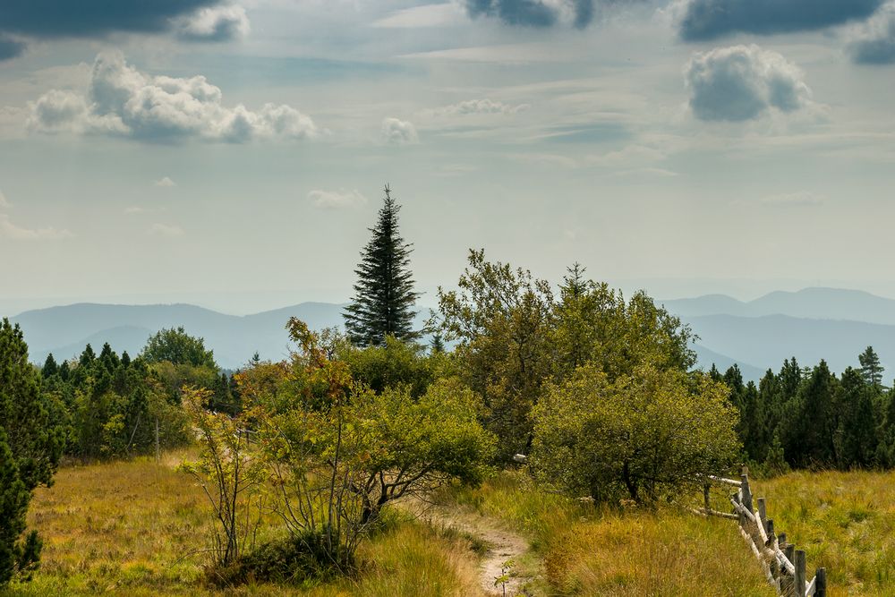 Nationalpark Schwarzwald am Schliffkopf