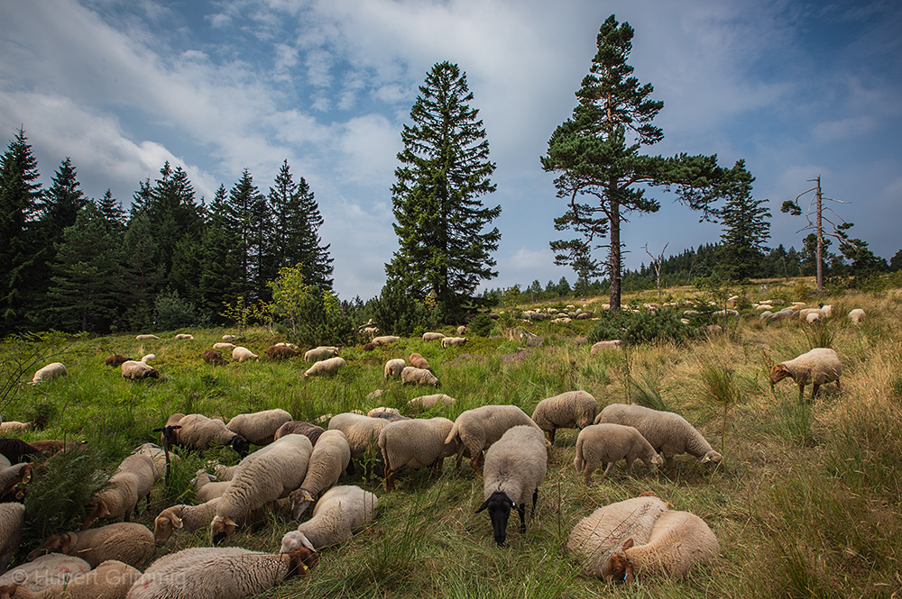 Nationalpark Schwarzwald