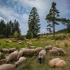 Nationalpark Schwarzwald