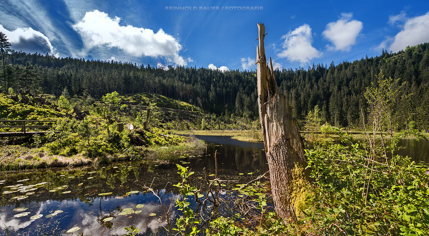 Nationalpark Schwarzwald-Huzenbacher See