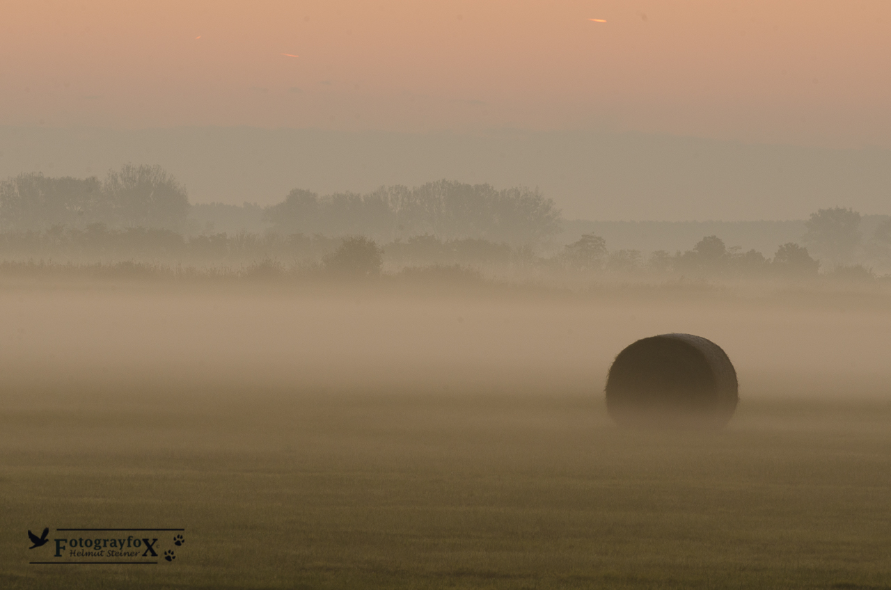 Nationalpark Seewinkel Morgennebel