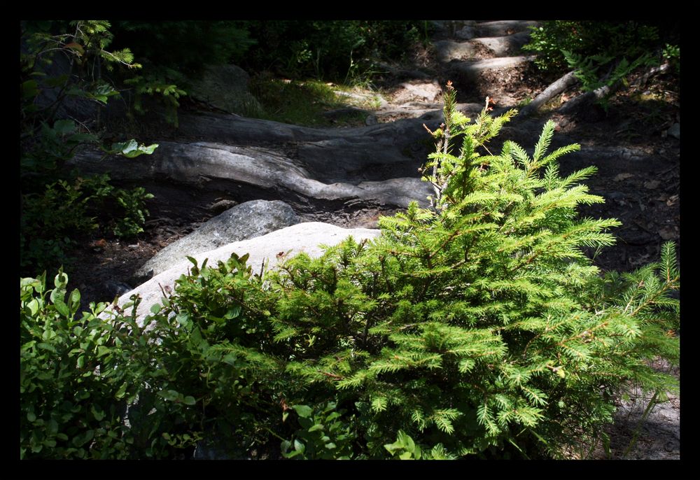 Nationalpark: steinige und verwurzelte Wege und viel Nachwuchs !