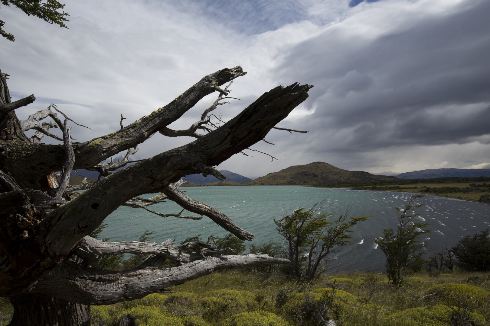 Nationalpark Torres del Paine - Totholz