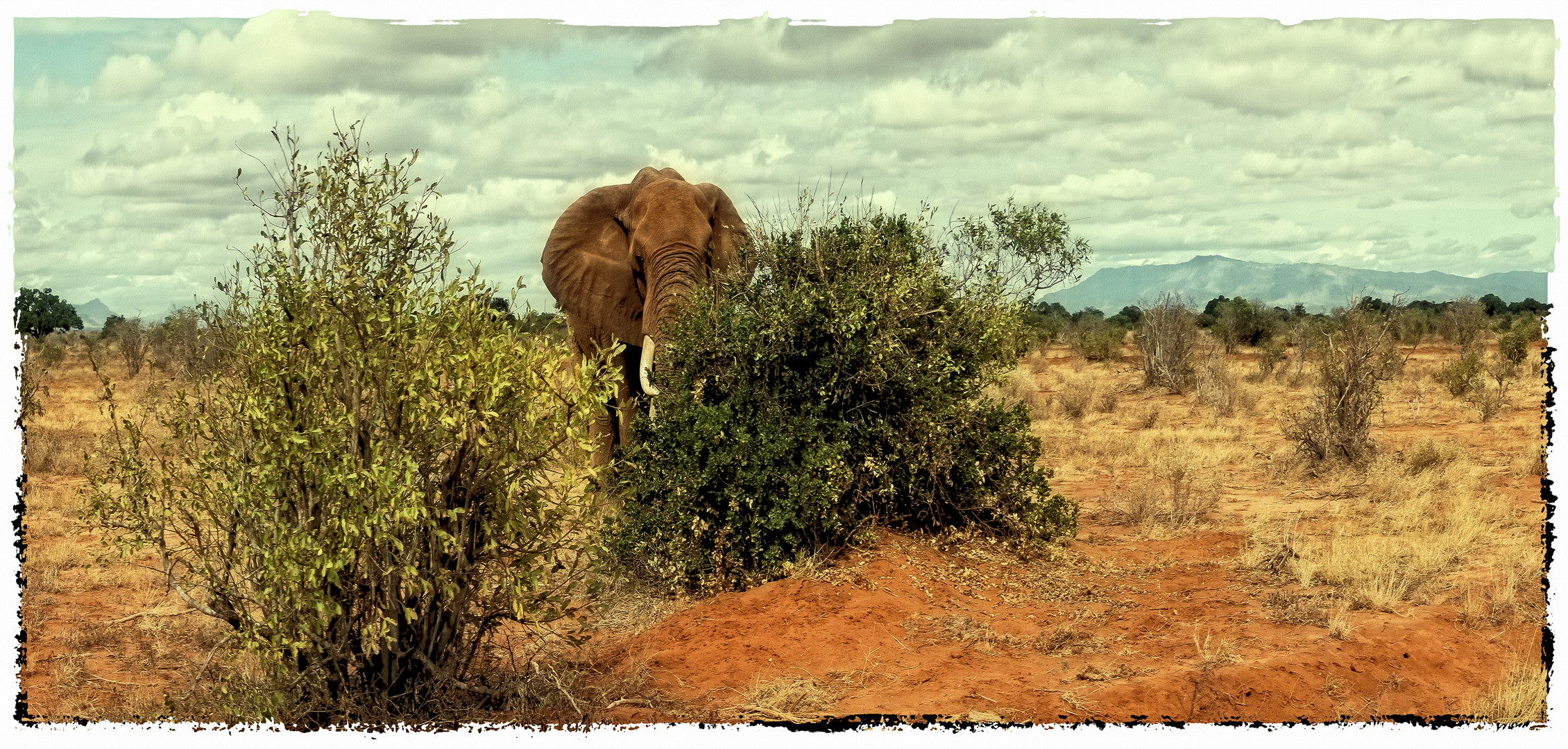 Nationalpark - Tsavo Ost - Kenia