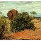 Nationalpark - Tsavo Ost - Kenia