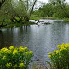 Nationalpark Unteres Odertal , bei Gatow 02