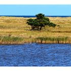 Nationalpark Vorpommersche Boddenlandschaft