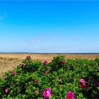 Nationalpark Vorpommersche Boddenlandschaft