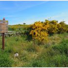 Nationalpark Vorpommersche Boddenlandschaft - Hiddensee