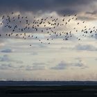 Nationalpark Wattenmeer