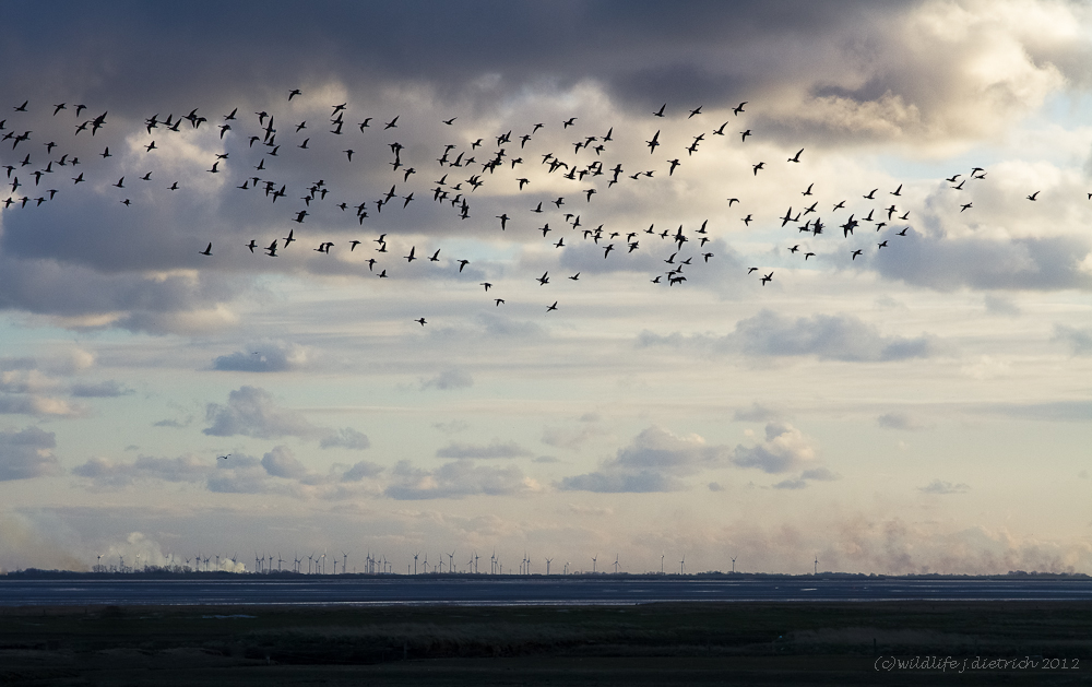 Nationalpark Wattenmeer