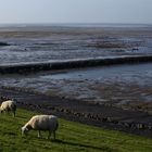 Nationalpark Wattenmeer