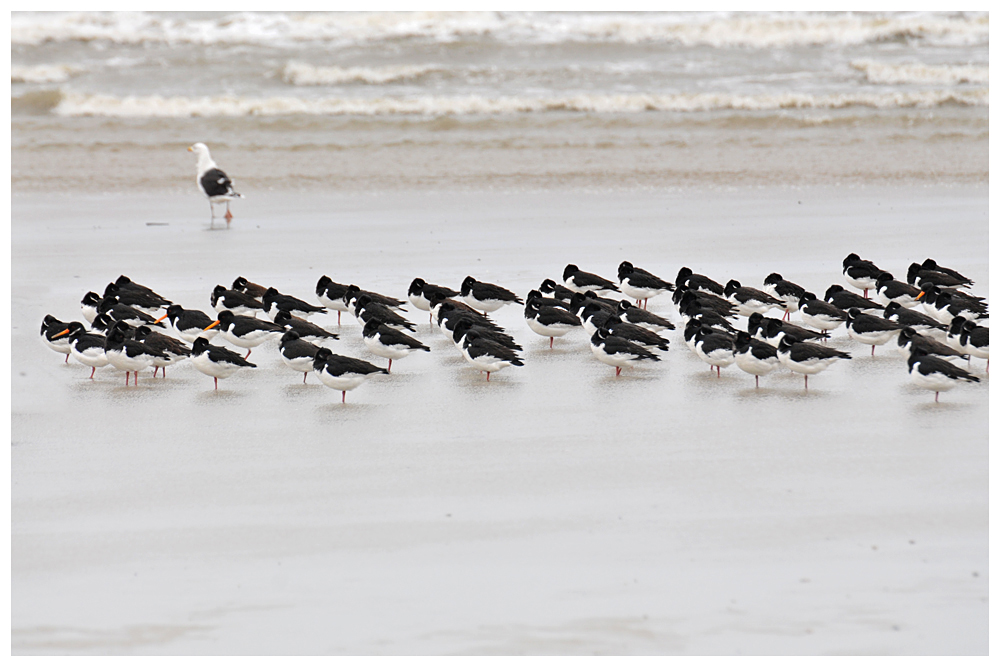 Nationalpark Wattenmeer - Demo