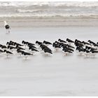 Nationalpark Wattenmeer - Demo