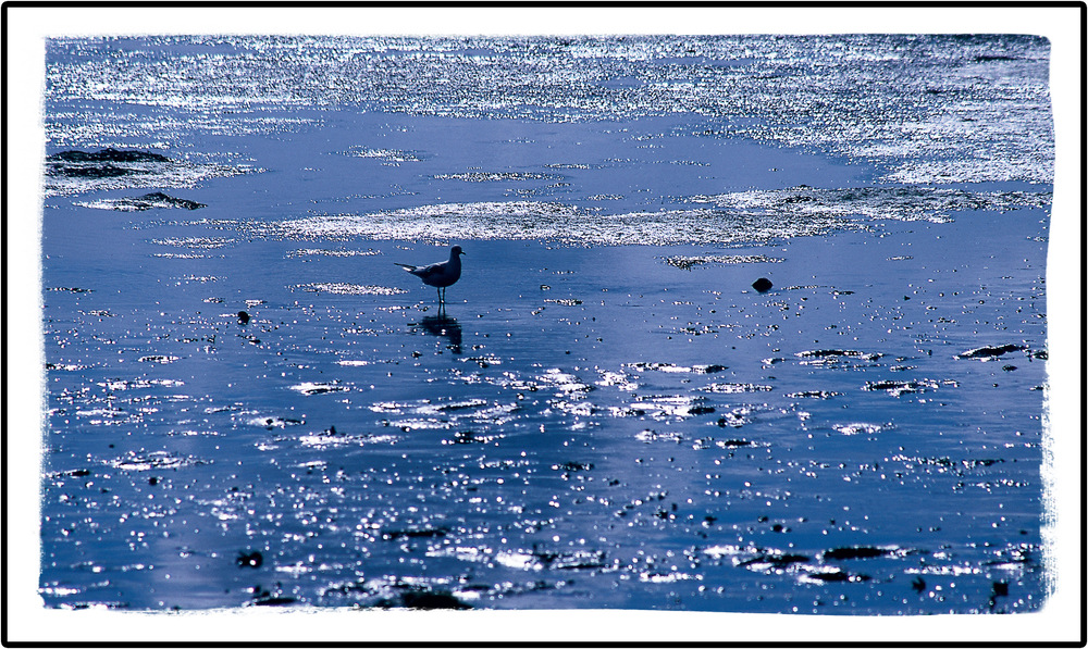 Nationalpark Wattenmeer von Stephan Schlag 