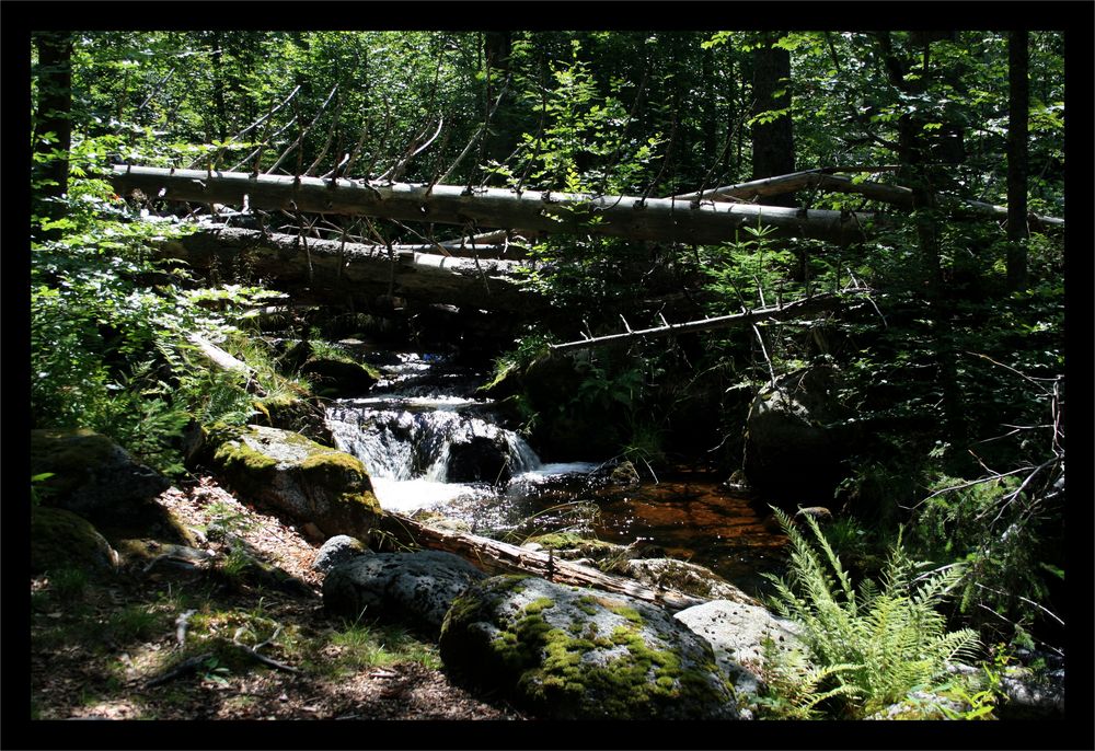 Nationalpark - Weg zur Martinsklause