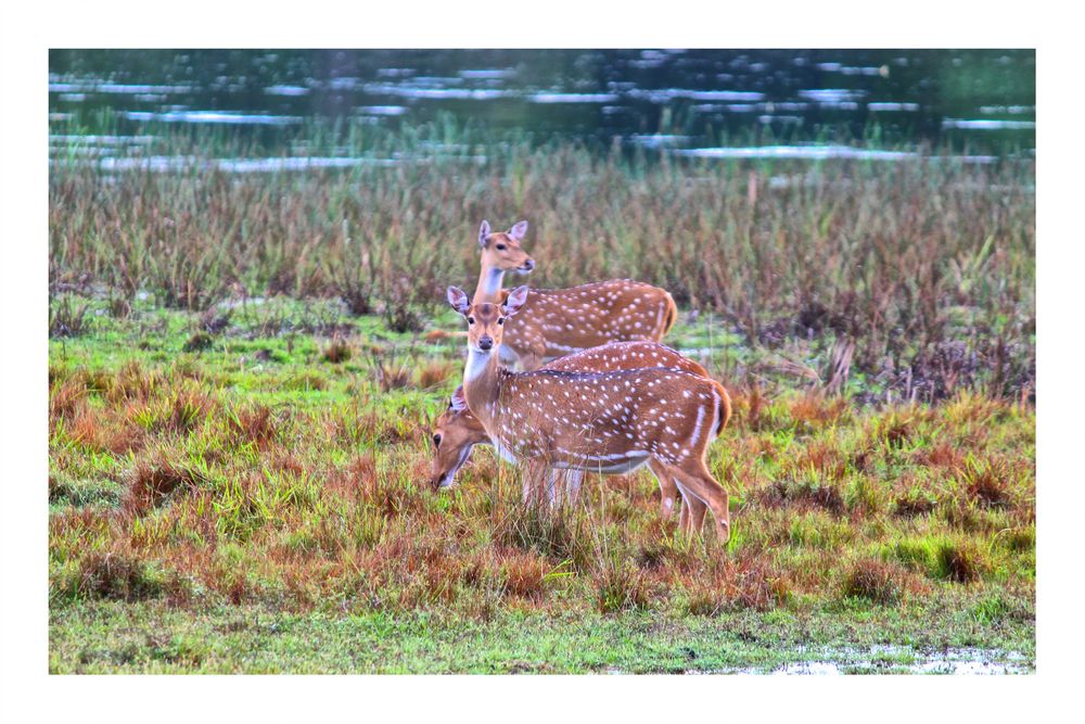 nationalpark wilpattu